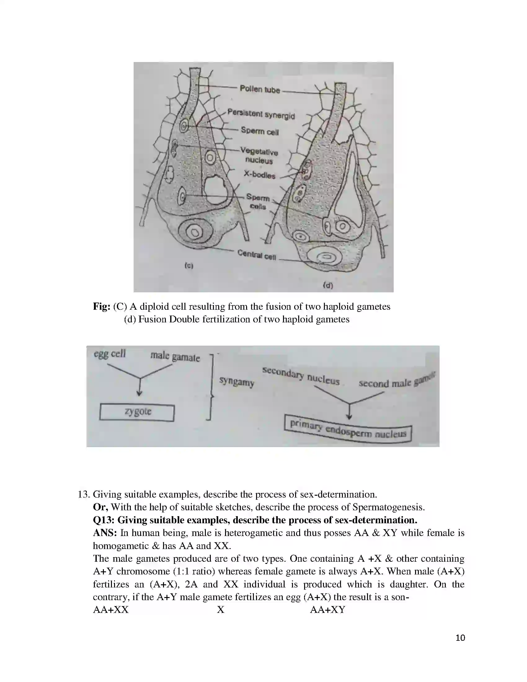 Bihar Board Class 12th 2017 Biology  2017 Previous Year Paper 10